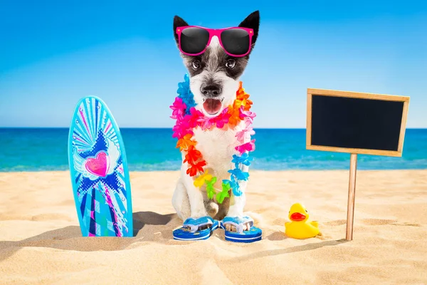Cute Surfer Dog Beach — Stock Photo, Image