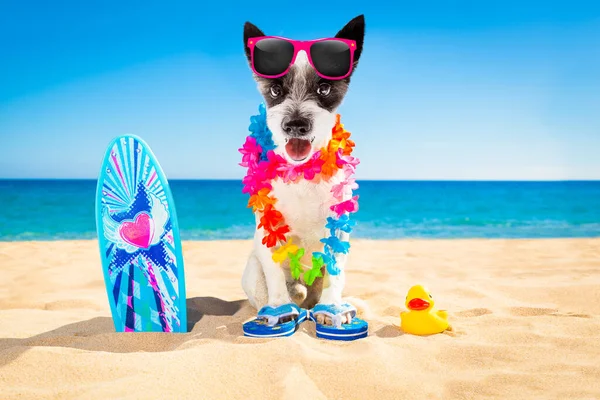 Cute Surfer Dog Beach — Stock Photo, Image