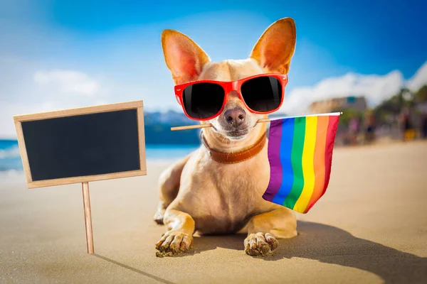 Серферская Собака Пляже — стоковое фото