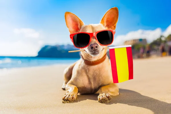 Σκύλος Σέρφερ Στην Παραλία — Φωτογραφία Αρχείου
