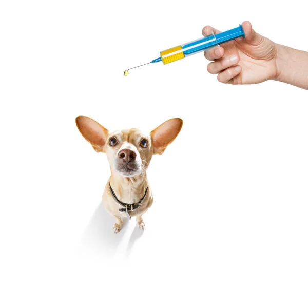 Dog Fleas Ticks Insects — Stock Photo, Image