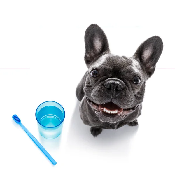 Tandborste Hund Vit — Stockfoto
