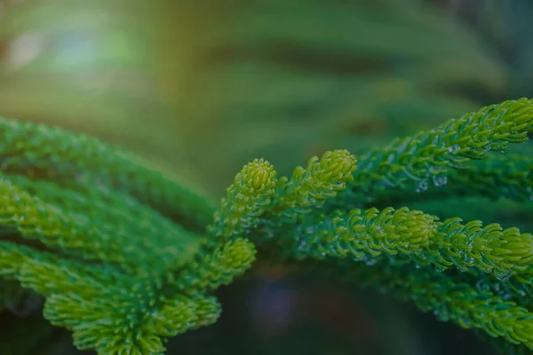 Зелене Листя Краплі Води — стокове фото