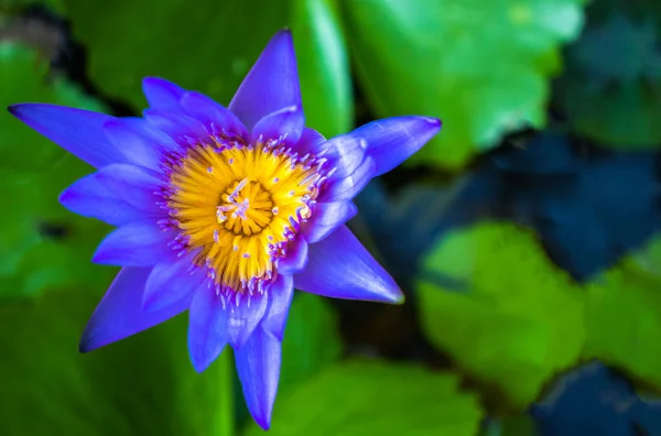 Pétales Nénuphar Violet Fleur Lotus — Photo
