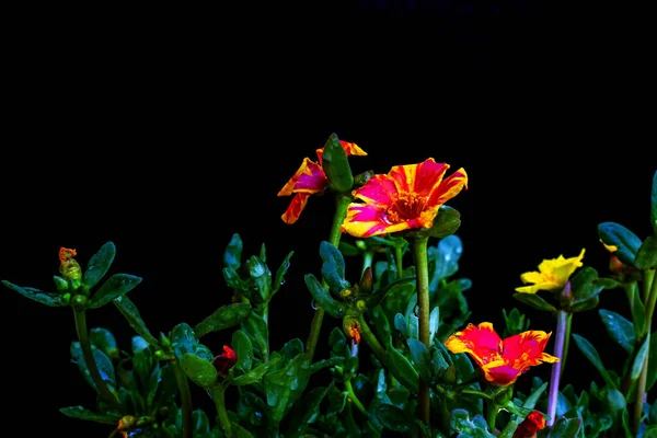 Mooie Bloeiende Bloemen Zomertijdconcept — Stockfoto