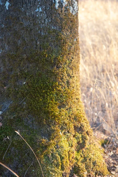 Baumstamm Mit Moos Auf Naturhintergrund — Stockfoto