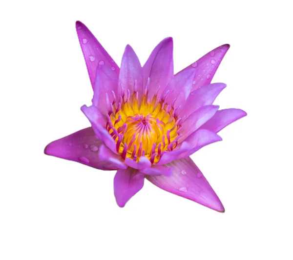 Violet Waterlily Petals Lotus Flower — Stock Photo, Image