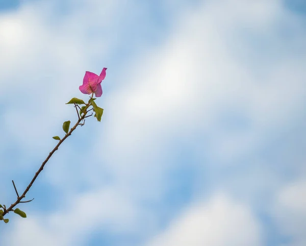 Różowy Kwiat Widok Bliska — Zdjęcie stockowe