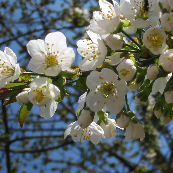 Frühling Apfelbaumblüte Nahaufnahme Weiß — Stockfoto