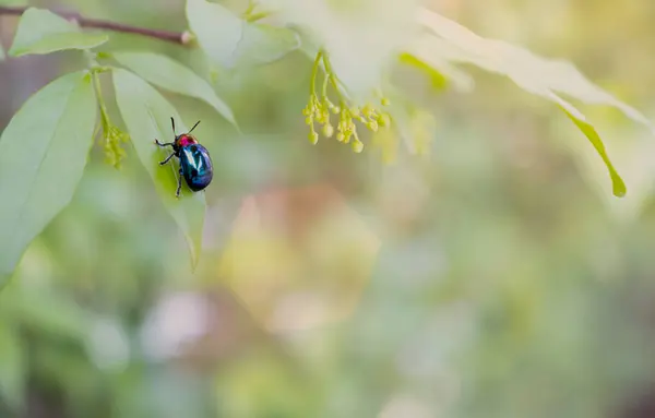 Ladybug Close Nature Background — Stock Photo, Image