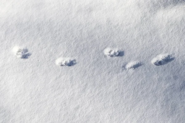 Footprints of animals and birds in fresh white snow in winter