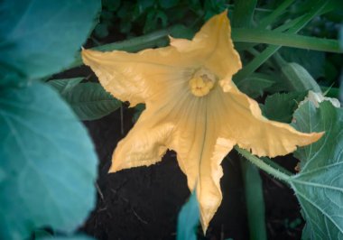 Güzel çiçeklerin güzel manzarasını kapat.