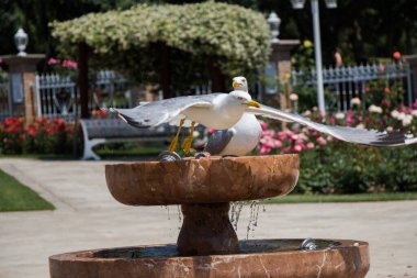 Şehir bahçesinde martılar 