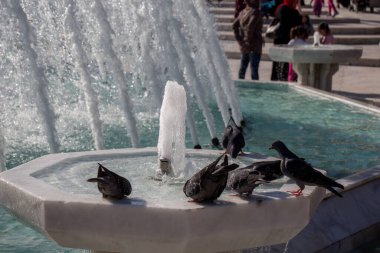 Şehir güvercinleri çeşme kenarında