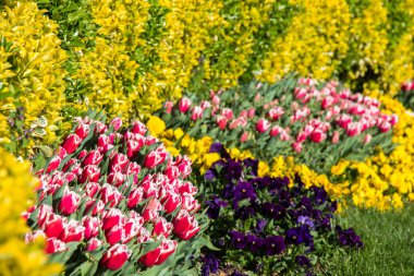 İlkbaharda açan laleler 