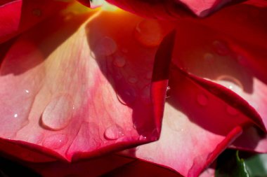 Gül yaprakları ile üstünde su damlaları