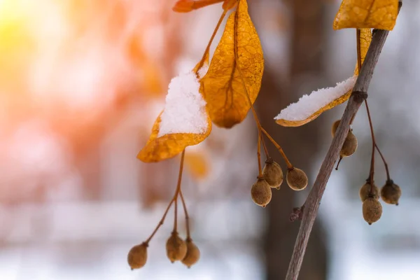 Семена Сухие Листья Липы Снегу Освещенные Ярким Солнцем — стоковое фото