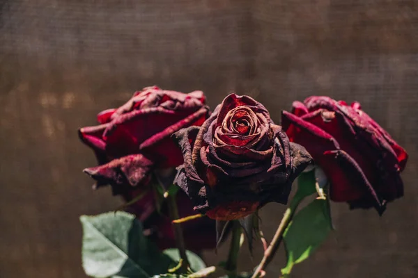 Bunte Rosenblüten Auf Einem Schlichten Hintergrund — Stockfoto