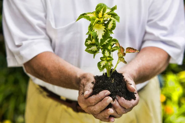 Foto Ritagliata Senior Man Holding Plant — Foto Stock