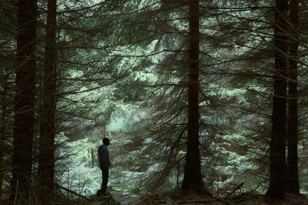 站在松树林中的人 — 图库照片