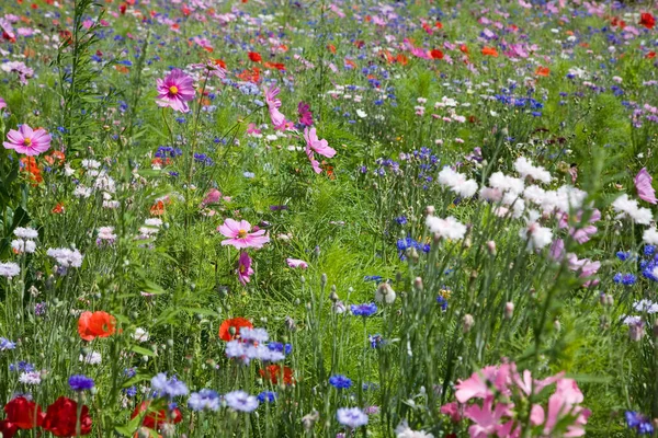 Wildflowers Meadow Natural Background — Photo