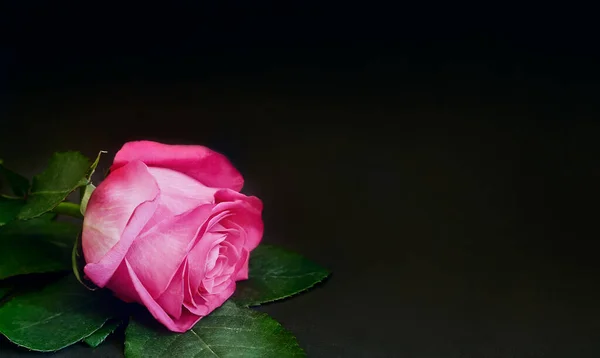Różowa Róża Zbliżenie — Zdjęcie stockowe