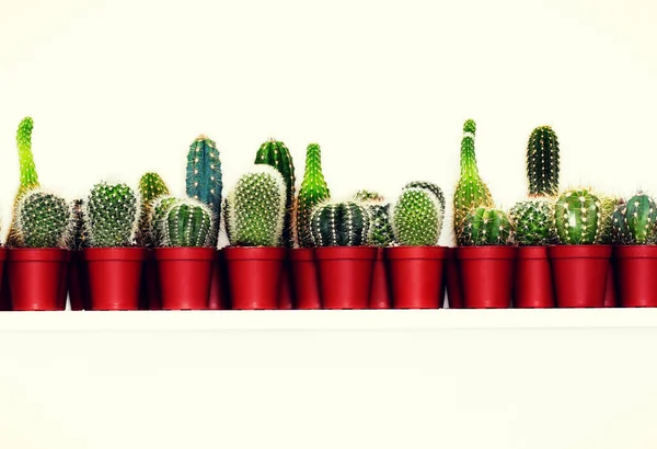 Barevné Kaktusy Dne Detailní Pohled — Stock fotografie