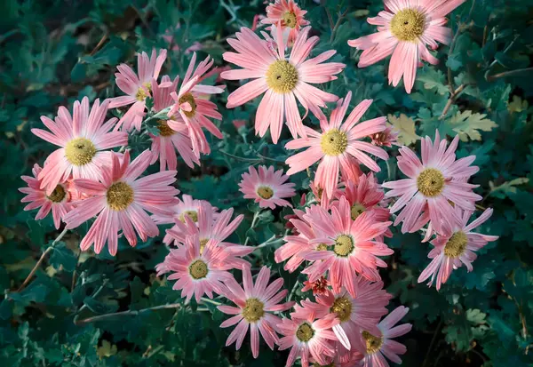 Beautiful Lilac Chrysanthemums Blooming Garden — Φωτογραφία Αρχείου
