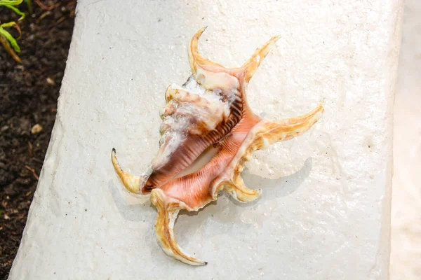 Güzel Deniz Kabuğunun Yakın Çekim Görüntüsü — Stok fotoğraf