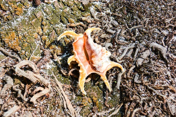 Güzel Deniz Kabuğunun Yakın Çekim Görüntüsü — Stok fotoğraf