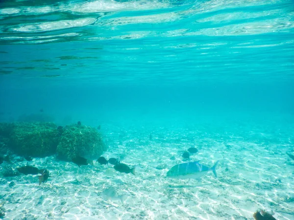 Plankton Tropikalne Ryby Niesamowita Koncepcja Podwodnego Świata — Zdjęcie stockowe