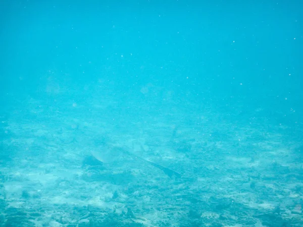 Plankton Och Tropiska Fiskar Fantastisk Undervattensvärld Koncept — Stockfoto