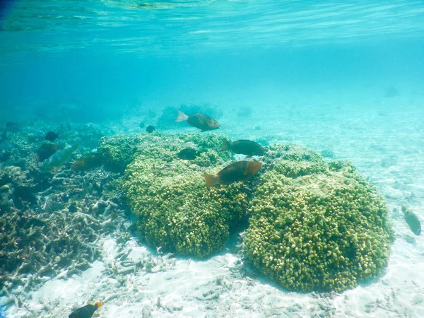 Plankton Tropical Fishes Amazing Underwater World Concept — Stock Photo, Image