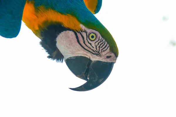 Kolorowa Papuga Dzika Białym Tle — Zdjęcie stockowe