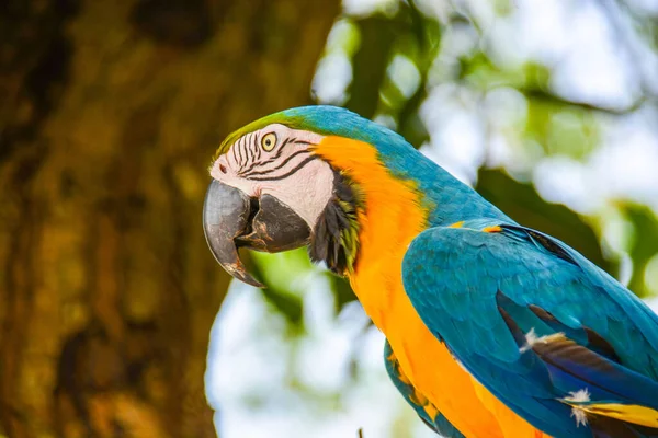 Piękna Kolorowa Papuga Dzika Dżungli — Zdjęcie stockowe
