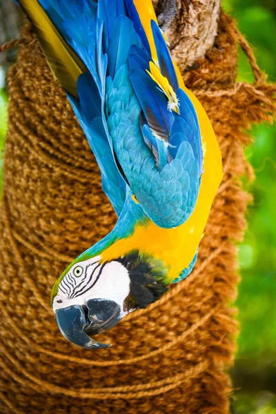 Piękna Kolorowa Papuga Dzika — Zdjęcie stockowe