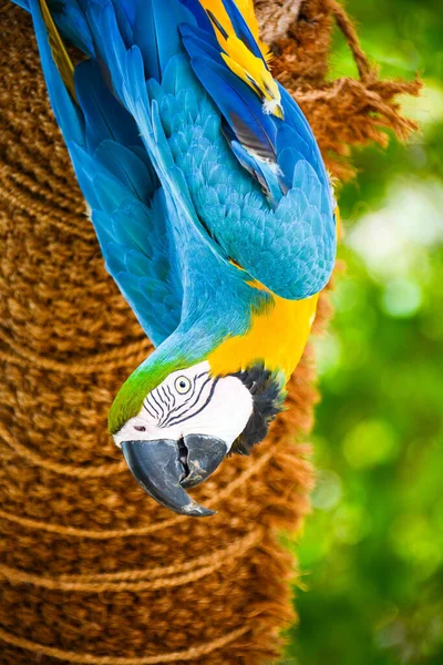 Piękna Kolorowa Papuga Dzika — Zdjęcie stockowe