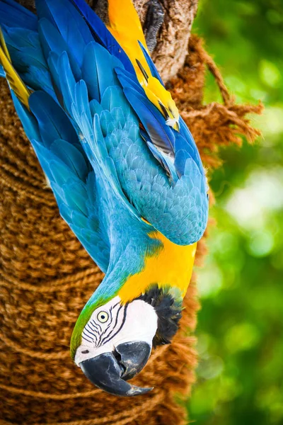 Kolorowa Papuga Dzika Lesie Dżungli — Zdjęcie stockowe
