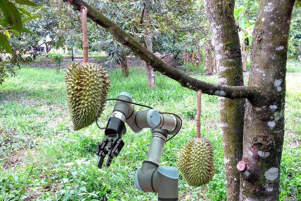 Ogrody Durian Zainstalowane Robota Przemysłowego Dla Asystenta Zbiorach Produktu — Zdjęcie stockowe