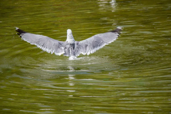 Seagull Wodzie Stawu — Zdjęcie stockowe