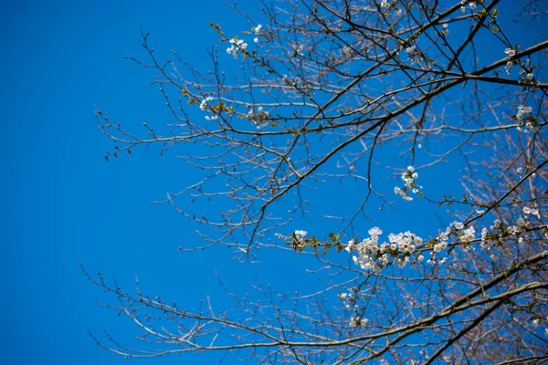 Цветы Цветут Весной Деревьях — стоковое фото