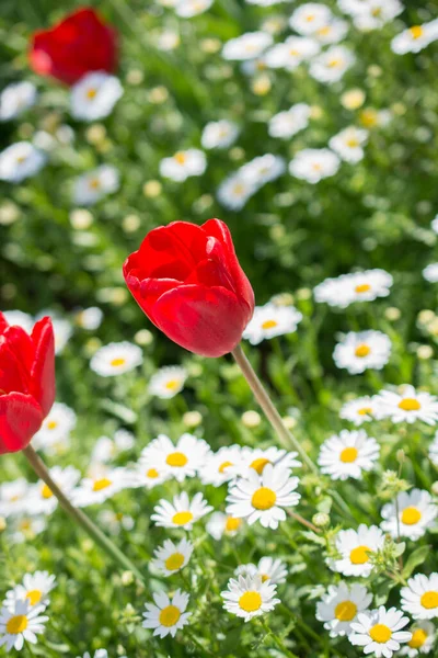 Nahaufnahme Von Schönen Blühenden Blumen — Stockfoto