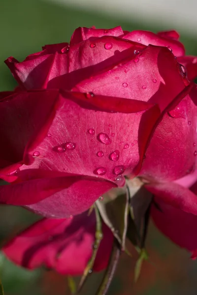 Rose Med Vatten Droppar Det — Stockfoto