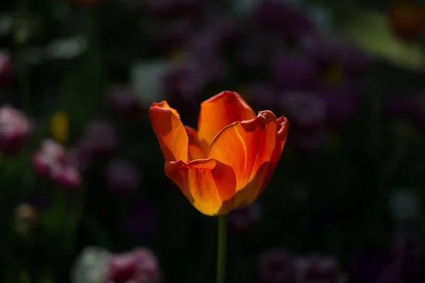 黒の背景にチューリップの花 — ストック写真