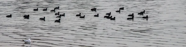Fåglar Simma Lugnt Vattenytan — Stockfoto