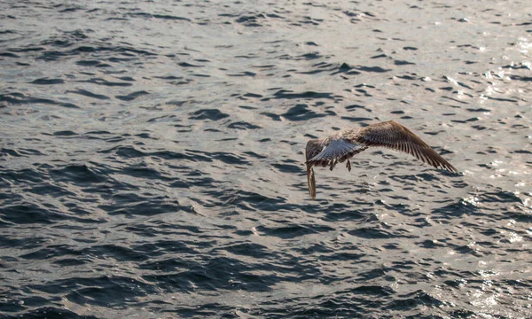 単一のカモメが海の上を飛んで — ストック写真
