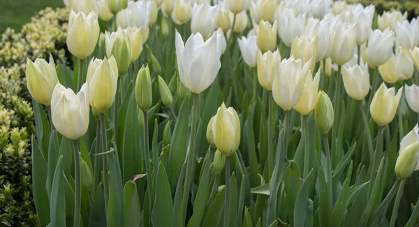 Tulipanes Floreciendo Primavera — Foto de Stock