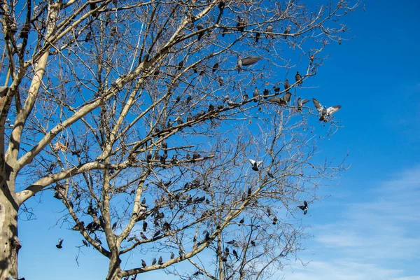 Pigeons Sitting Tree Branch — Stock Photo, Image