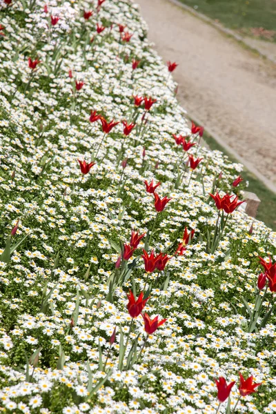 Tulpaner Blommar Våren — Stockfoto