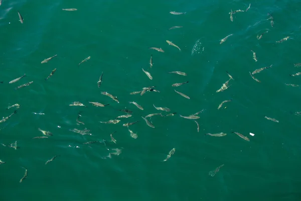在海里有大量的鱼 惊人的水下世界概念 — 图库照片